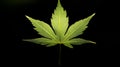 Backlit Green Maple Leaf on Black Background Royalty Free Stock Photo