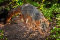 Backlit Grey Fox (Urocyon cinereoargenteus) Royalty Free Stock Photo