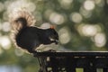 grey squirrel eating trash food standing on the trash bin Royalty Free Stock Photo