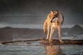 Backlit Grey Wolf Canis lupus Turns Left on River Autumn Royalty Free Stock Photo
