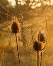 Backlit dried teasel plants.