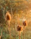 Backlit dried teasel plants.