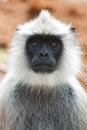 Backlit Hanuman Langur Royalty Free Stock Photo