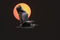 Backlit heron flight at sunset Royalty Free Stock Photo