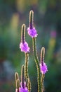 Backlit Hoary Vervain Wildflowers Royalty Free Stock Photo