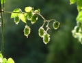 Backlit hops Royalty Free Stock Photo