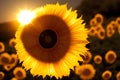 Backlit image of a beautiful sunflower. Generative Artificial Intelligence