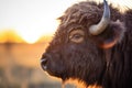 backlit image of bison fur with prairie sunrise behind Royalty Free Stock Photo