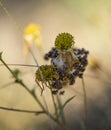 A cocoon of an unknown species wrapped in the seed head of a sunflower Royalty Free Stock Photo