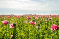 Seed box with stamens around it from a poppy in a large field