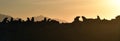 Backlit image of seals during sunrise. Colony of seals  Cape Fur Seals, Arctocephalus pusillus  on the rocky island in the ocean Royalty Free Stock Photo