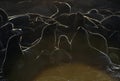 A backlit image of seals during sunrise. Colony of seals  Cape Fur Seals  on the rocky island Royalty Free Stock Photo