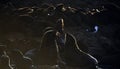 A backlit image of seals during sunrise. Colony of seals  Cape Fur Seals  on the rocky island in the ocean. Sunrise sky, early Royalty Free Stock Photo