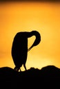 A backlit image of Socotra cormorant during sunrise at Busaiteen coast of Bahrain