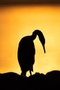A backlit image of Socotra cormorant during sunrise at Busaiteen coast of Bahrain
