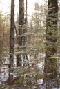 A Backlit Image of a Sparse Pine in a Canadian Forest