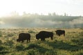 Bison Silhouttes at Dawn