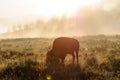 Bison Silhouttes at Dawn