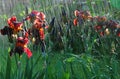 Backlit irises under rain Royalty Free Stock Photo