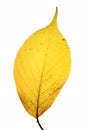 Japanese cheery leaf in fall, closeup