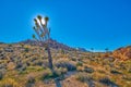 Backlit Joshua Tree with Sun Royalty Free Stock Photo