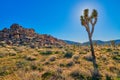 Backlit Joshua Tree with Sun Royalty Free Stock Photo