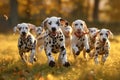 Backlit joy Dalmatian puppies playing and running in sunny backlight