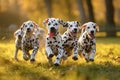 Backlit joy Dalmatian puppies playing and running in sunny backlight