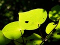 backlit Kawakawa (macropiper excelsum) leaf