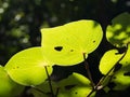 backlit Kawakawa (macropiper excelsum) leaf