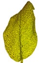 Backlit leaf Royalty Free Stock Photo