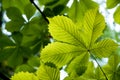 Backlit leaf