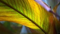 Backlit leaf Royalty Free Stock Photo