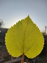 Backlit leaf in human hand Royalty Free Stock Photo