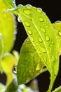 Backlit leaf with rain drop detail Royalty Free Stock Photo