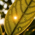 Backlit leaf, showcasing intricate veining patterns highlighted by Royalty Free Stock Photo