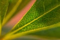Backlit Leaf Veins Royalty Free Stock Photo