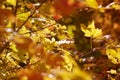 Backlit leaves in mountains above Provo, Utah Royalty Free Stock Photo