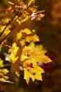 Backlit leaves in mountains above Provo, Utah Royalty Free Stock Photo