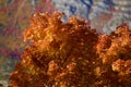 Backlit leaves in mountains above Provo, Utahi Royalty Free Stock Photo