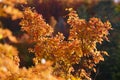 Backlit leaves in mountains above Provo, Utahi Royalty Free Stock Photo