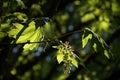 Backlit leaves and seedings of bigleaf maple on Central Connector trail in Redmond, WA Royalty Free Stock Photo
