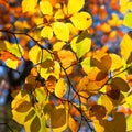 Backlit leaves on a tree in autumn Royalty Free Stock Photo