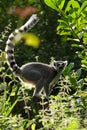 Backlit lemur Royalty Free Stock Photo