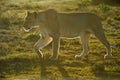 Backlit Lioness Royalty Free Stock Photo