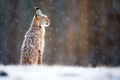 backlit lynx with snow flurries around