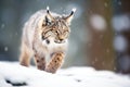 backlit lynx with snow flurries around