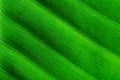Backlit macro close up details of fresh banana leaf wavy structure texture background