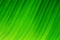 Backlit macro close up details of fresh banana leaf wavy structure with visible leaf veins and grooves Royalty Free Stock Photo