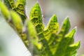 Backlit macro close-up of a stinging nettle (Urtica dioica).